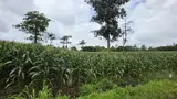 Lô Đất Đẹp - Đầu Tư Sinh Lời - Cần Bán Đất Thôn Thác Đá – Ea Kuêh – Cư M’gar – Đắk Lắk - Ảnh 4