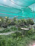 Bán Đất 2 Mặt Tiền Đường Dương Công Khi – Diện Tích Lớn – Tiềm Năng Khai Thác Cao - Ảnh 2