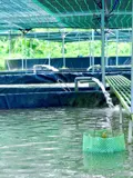 Chính Chủ Sang Nhượng Trang Trại Thủy Sản 1 Héc - Ta Hệ Thống Hiện Đại, Cách Đà Lạt 80Km - Ảnh 3
