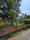 [D2284] Đất Sổ Hồng Riêng Vườn Cau Đỏ - Nở Hậu Đắc Lộc Giá Lộc Phát 9.X Tỷ! - Ảnh 2
