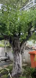 Chính Chủ Định Cư Cần Bán Gấp Nhà + Đất Mặt Tiền - Phường Thận An - Tp. Hồ Chí Minh - Ảnh 3