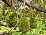 Bán Vườn Sầu Riêng Đẹp – Đang Cho Trái - Ảnh 1