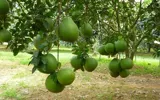 Đất Vườn Chính Chủ Cần Ra Nhanh - Ảnh 2