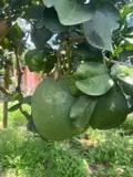 *** Bình Lộc - Thành Phố Đồng Nai**** Mảnh Vườn Đẹp Diện Tích 3,6 Sào - Ảnh 4