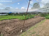 Bán Đất Đẹp Trần Thị Bốc – Thới Tam Thôn, Hóc Môn – Chỉ Hơn 20 Tỷ - Ảnh 2