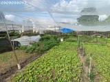 Bán Đất Đẹp Trần Thị Bốc – Thới Tam Thôn, Hóc Môn – Chỉ Hơn 20 Tỷ - Ảnh 3