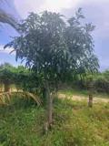 Đất Vườn Dừa Đẹp – Giá Tốt – Chính Chủ Cần Bán Tại Thị Trấn Bắc Bình, Huyện Bắc Bình, Bình Thuận - Ảnh 3