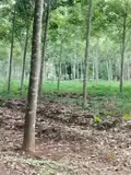 Cần Tiền Xoay Vốn Đầu Tư Nên Bán Gấp 1Ha Đất Cao Su Non Tại Xã Vĩnh Hòa, Phú Giáo, Bình Dương – Giá - Ảnh 2