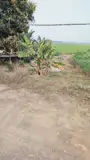Đầu Tư Là Sinh Lời - Chính Chủ Cần Bán Lô Đất Xã Tân Hoà, Huyện Tân Thạnh, Long An - Ảnh 2