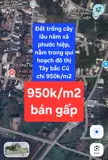 Bán Gấp 14.250M² Đất Trồng Cây Lâu Năm Tại Xã Phước Hiệp, Huyện Củ Chi, Tp Hồ Chí Minh - Chỉ - Ảnh 3