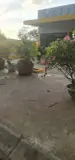 Chính Chủ Cho Thuê Mặt Bằng Kinh Doanh Và Nhà Ở Hơn 500M² – Vị Trí Đẹp Tại Cần Giờ - Ảnh 4