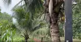 Chính Chủ Bán Hoặc Cho Thuê Nhà Vườn 1.600M² – Không Gian Xanh Lý Tưởng Cho Nghỉ Dưỡng, Làm - Ảnh 4