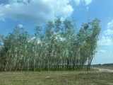 Siêu Phẩm (46X110) 2Mt Củ Chi – 4.500M², Thổ Cư 2.600M², Chỉ 8 Triệu/m² - Ảnh 3