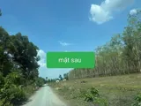 Siêu Phẩm (46X110) 2Mt Củ Chi – 4.500M², Thổ Cư 2.600M², Chỉ 8 Triệu/m² - Ảnh 2