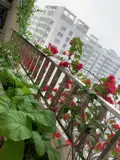 Trung Tâm Kđt Tân Tây Đô – Chính Chủ Bán Căn Hộ Góc Đẹp Nhất Tòa Hha, Full Nội Thất, Sổ Đỏ - Ảnh 5
