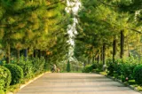 Sở Hữu Biệt Thự 400M2 The Phoenix Garden Đan Phượng - Đà Lạt Thu Nhỏ Giữa Lòng Khu Tây Hà Nội - Ảnh 5