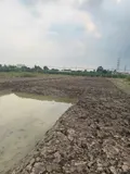 Bán 1.000M² Đất Vườn Giá Mềm – Gần Chợ Cầu Vuông - Châu Thành, Long An - Ảnh 2