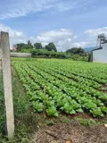 Chính Chủ Bán Đất Đẹp Xã Đa Ròn – Lâm Đồng - Ảnh 3