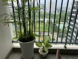 Bán Căn Hộ Chính Chủ View Hồ Cực Đẹp Tại N01-T5 Ngoại Giao Đoàn, Xuân Tảo, Bắc Từ Liêm, Hà Nội - Ảnh 4