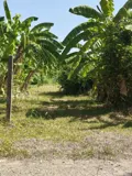 Đầu Tư Sinh Lời – Chính Chủ Cần Bán Đất Tại Xã Tân Bình, Tp Tây Ninh, Tỉnh Tây Ninh - Ảnh 1