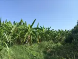 Đầu Tư Sinh Lời – Chính Chủ Cần Bán Đất Tại Xã Tân Bình, Tp Tây Ninh, Tỉnh Tây Ninh - Ảnh 4