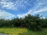 Đầu Tư Sinh Lời – Chính Chủ Cần Bán Đất Tại Xã Trường Đông, Thị Xã Hòa Thành, Tỉnh Tây Ninh - Ảnh 1