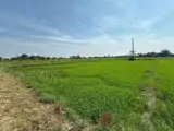 Cơ Hội Đầu Tư Giá Tốt - Chính Chủ Bán Gấp Lô Đất Trồng Lúa Xã Bình Thành, Đức Huệ, Long An - Ảnh 1