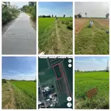 Cơ Hội Đầu Tư Giá Tốt - Chính Chủ Bán Gấp Lô Đất Trồng Lúa Xã Bình Thành, Đức Huệ, Long An - Ảnh 3
