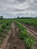Đầu Tư Sinh Lời - Chính Chủ Bán Lô Đất Mặt Tiền Xã Hoà Hiệp, Huyện Xuyên Mộc, Brvt - Ảnh 5