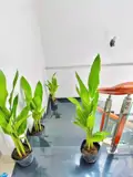 Cho Thuê Phòng Dành Riêng Cho Nữ Sinh Viên Và Nhân Viên Văn Phòng Tại Tân Bình, Hồ Chí Minh - Ảnh 2