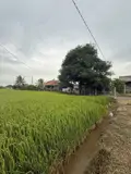 Đất Chính Chủ - Giá Tốt Cần Bán Tại Bờ Mồi, Xã Phước Tuy, Huyện Cần Đước, Long An - Ảnh 4