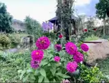 Cho Thuê Hoặc Bán Biệt Thự Nhà Vườn Mặt Tiền Đường Long Thuận - Ảnh 3