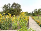 Cần Bán 2200M2 Nhà Vườn Nghĩ Dưỡng Hẻm Xe Hơi Tới Nhà - Ảnh 3