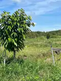 Chính Chủ Bán 7.000M² Đất Nhà Vườn Gần Kcn Phước Đông – Mặt Tiền 54M - Huyện Gò Dầu, Tây Ninh - Giá