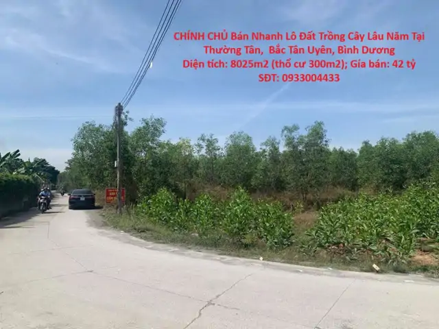 Chính Chủ Bán Nhanh Lô Đất Trồng Cây Lâu Năm Tại Thường Tân,  Bắc Tân Uyên, Bình Dương