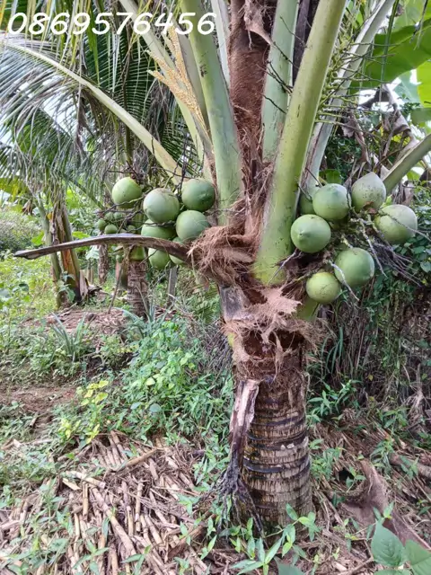 Đất Vườn Cần Bán Tại Khánh Hoà