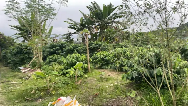 Cần Tiền Chữa Bệnh Cho Mẹ Bán Gấp Đất Tại Xã Hòa Nam, Di Linh, Lâm Đồng