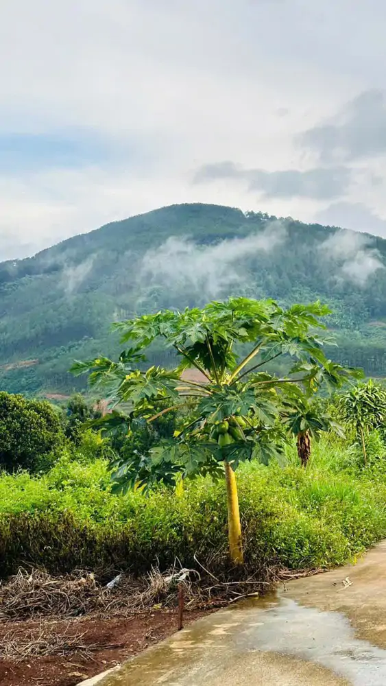 Chủ Cắt Lỗ Bán Gấp Lô Đất Đông Thanh Lâm Hà Lâm Đồng