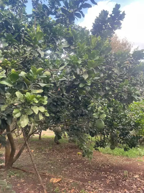 *** Bình Lộc - Thành Phố Đồng Nai**** Mảnh Vườn Đẹp Diện Tích 3,6 Sào