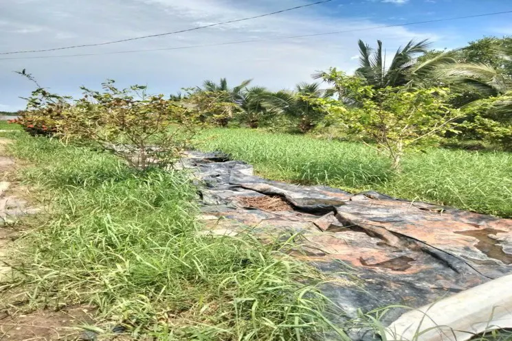 Đất Đẹp - Giá Rẻ - Hạ Giá Bán Nhanh 14 Công Tại Giá Gai,Bạc Liêu