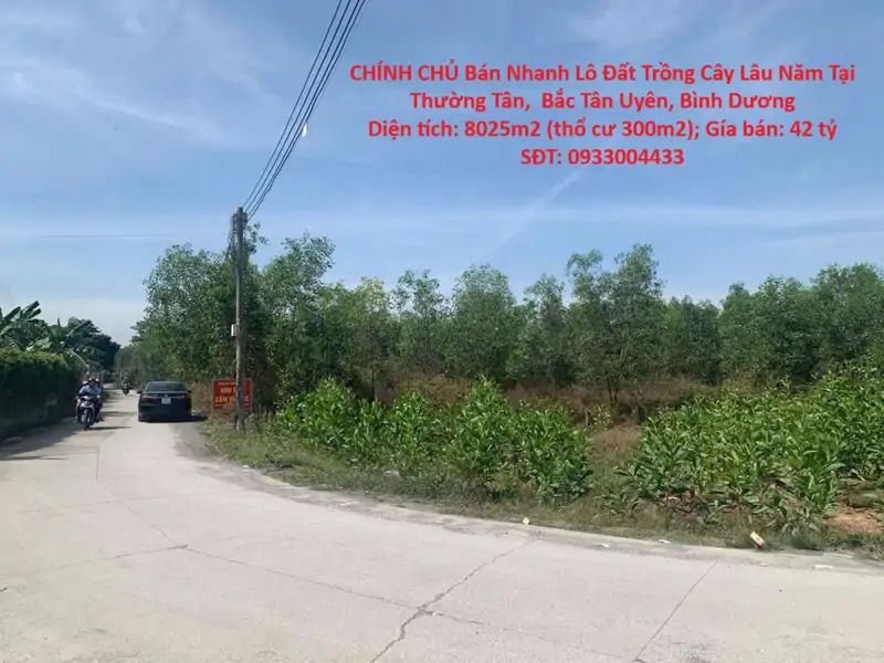 Chính Chủ Bán Nhanh Lô Đất Trồng Cây Lâu Năm Tại Thường Tân,  Bắc Tân Uyên, Bình Dương