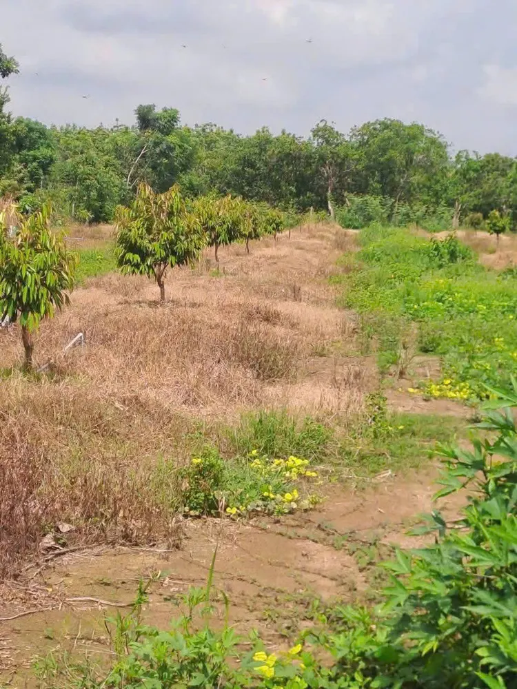 Chính Chủ Cần Bán Đất Trồng Cao Su - Diện Tích 1,2Ha- Lộc Ninh - Bình Phước