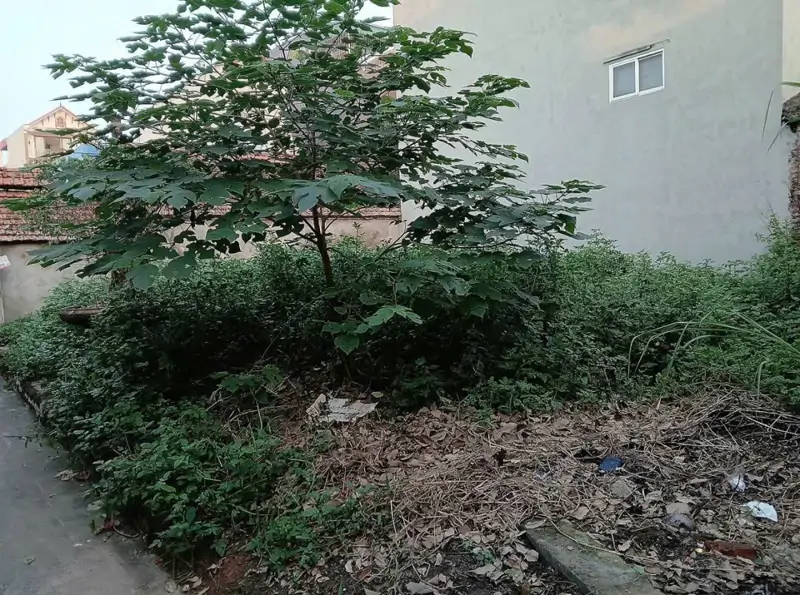 Cc Em Cần Tiền Muốn Lô Đất Ở Hiệp Thận Phúc Thọ.diện Tích 42M - Mặt -Hậu 4M Như Nhau,Cách Đường