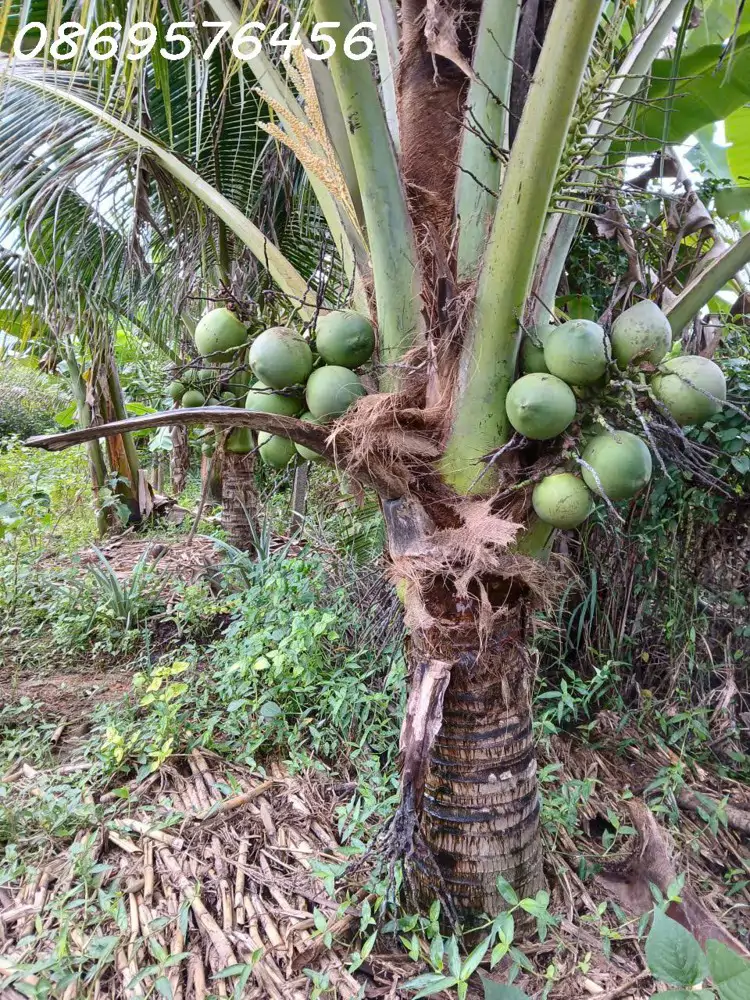 Đất Vườn Cần Bán Tại Khánh Hoà - ảnh 1