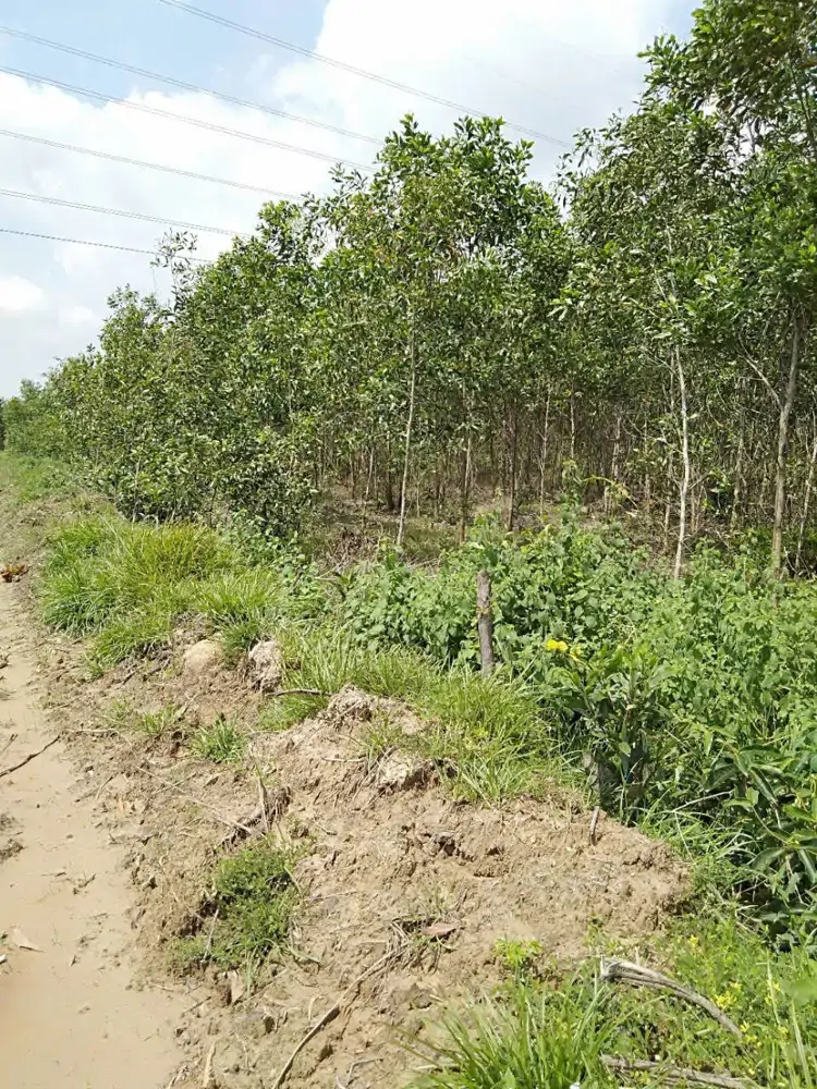 Bán Đất Nông Nghiệp Diện Tích Lớn Gần 10Ha Tại Tân Lập – Hàm Thuận Nam