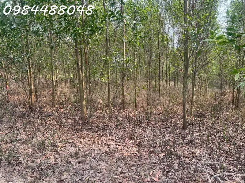 Bán Đất Vườn 8600M2 Tại Xuân Thành, Đồng Nai. Giá Chỉ 3.2 Tỷ. Lh: 0984488048