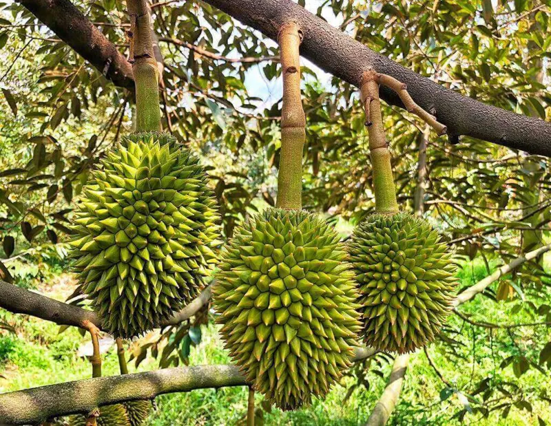 Bán Vườn Sầu Riêng Đẹp – Đang Cho Trái
