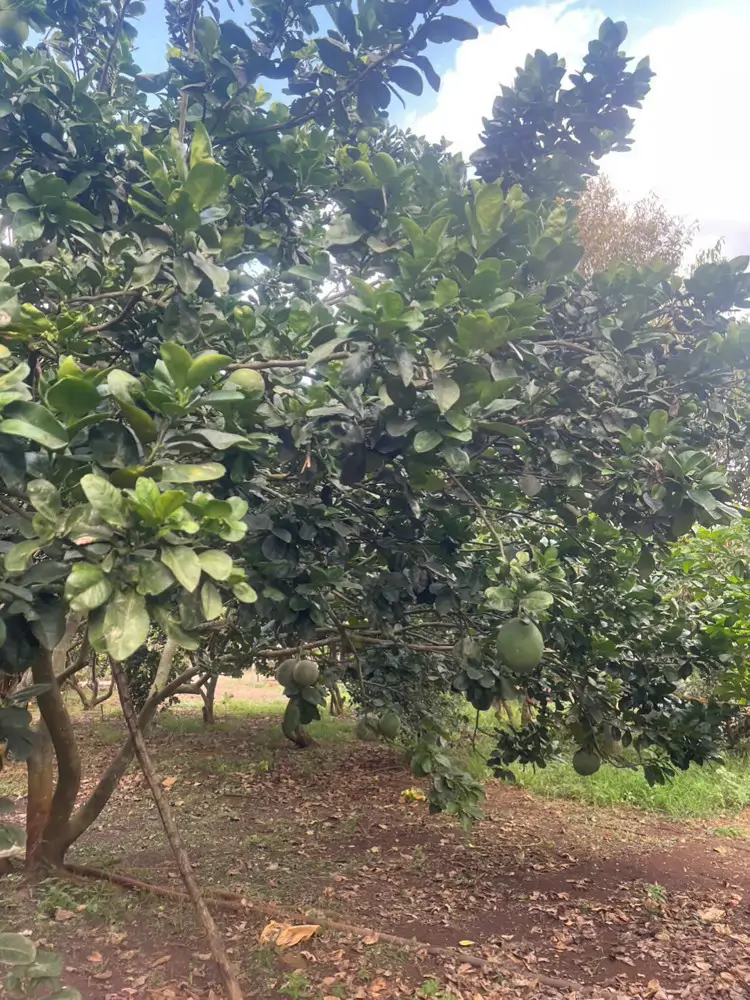 *** Bình Lộc - Thành Phố Đồng Nai**** Mảnh Vườn Đẹp Diện Tích 3,6 Sào
