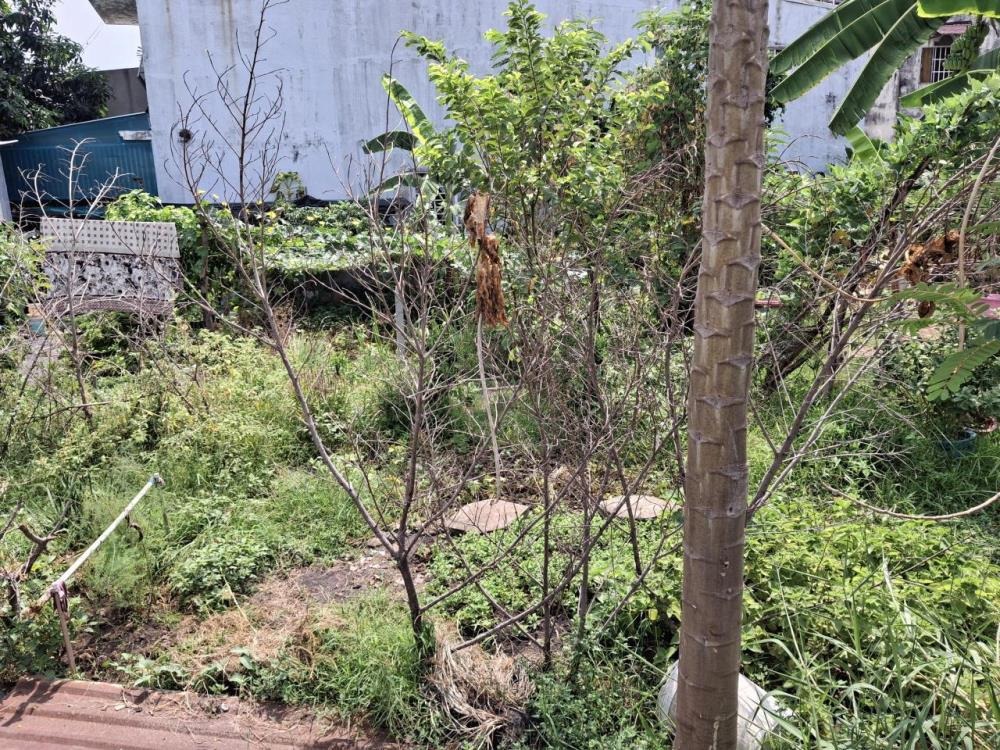 🔥 Giảm 250tr - Đất Nền MT 255m² Thạnh Xuân 23, Q12 - Ngân hàng hỗ trợ