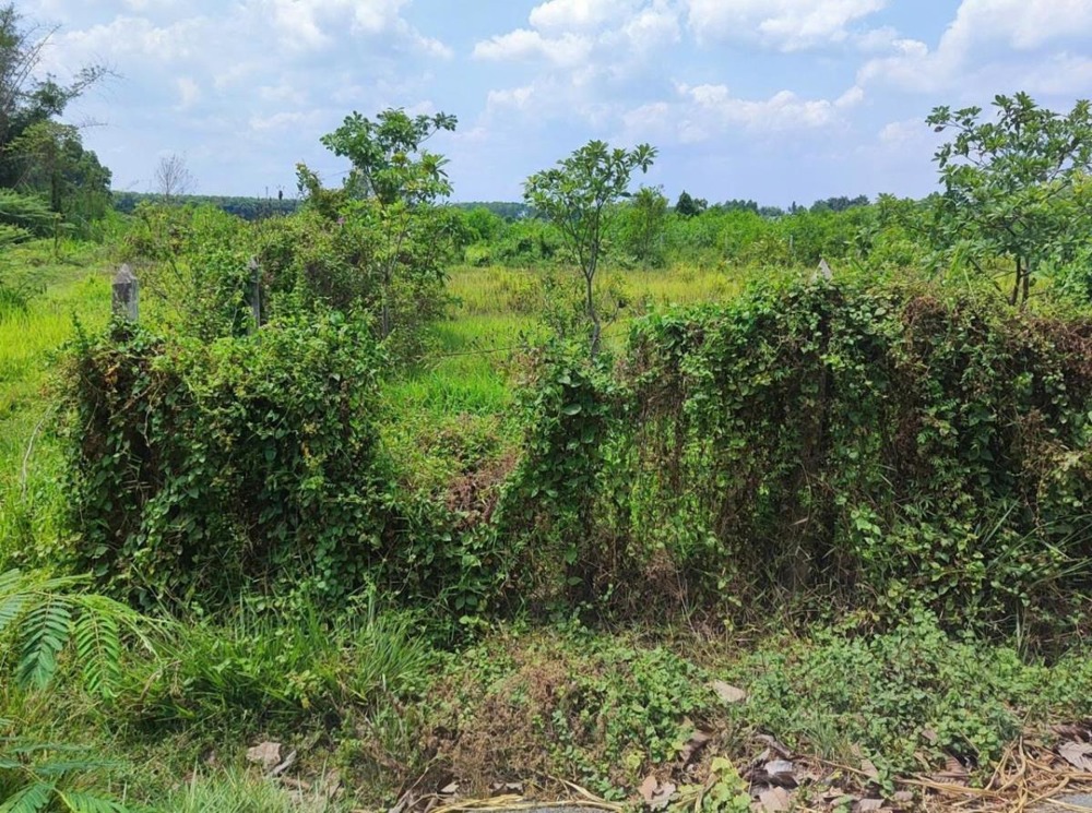 Đất Nở Hậu Củ Chi - 0.4ha, Mặt Tiền Đường 565, Giá 26 Tỷ